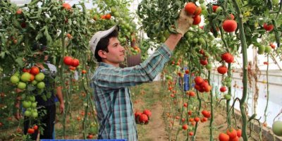 Sebze fiyatında son 3 yılın en iyi Aralık ayı