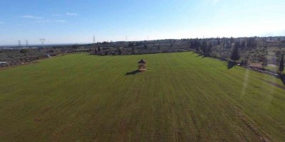 Antalya Orman Çiftliği’nde buğday tohumları filizlendi