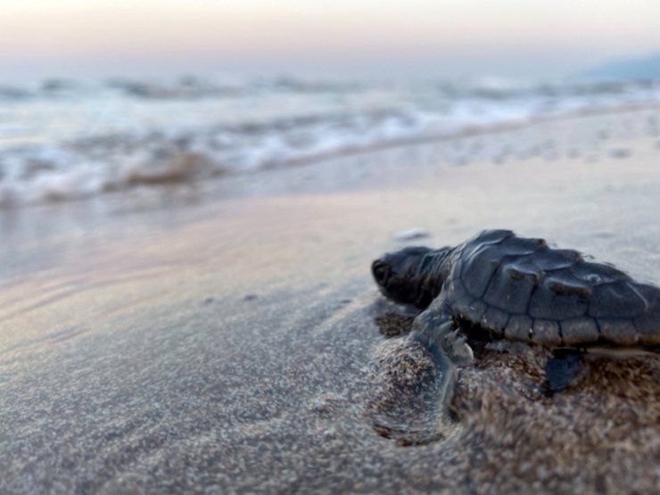 35 bin yavru caretta carettanın yarısı denize ulaştı