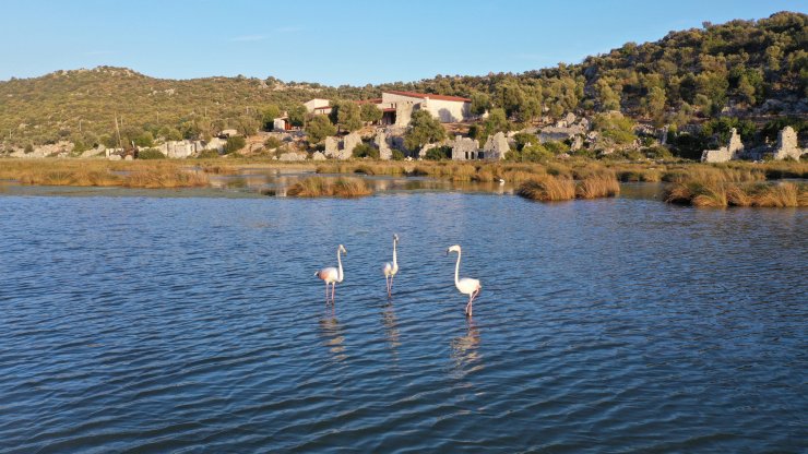 Noel Baba Kuş Cenneti, flamingoların evi oldu