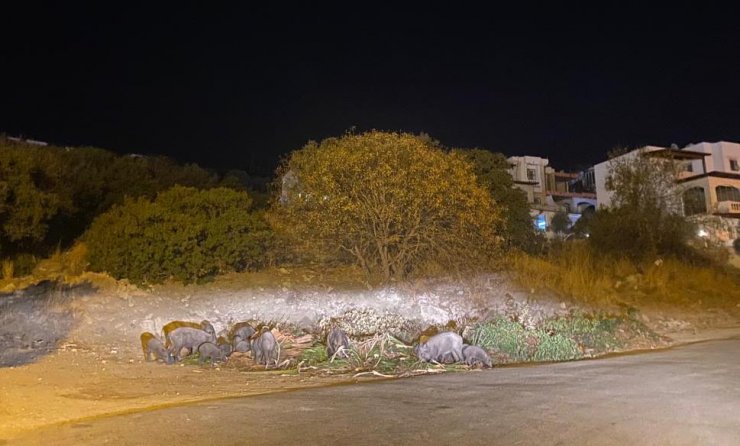 Bodrum'da Aç Kalan Domuzlar Yerleşim Yerine İndi