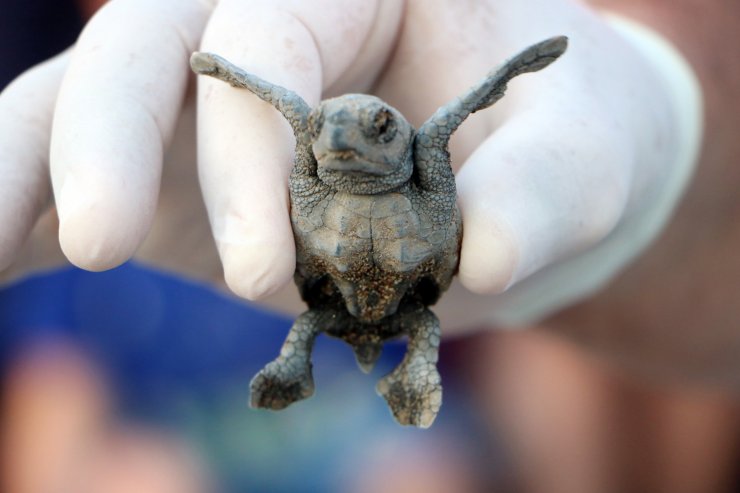 Caretta Caretta Popülasyonuna 'soğuk' Darbesi