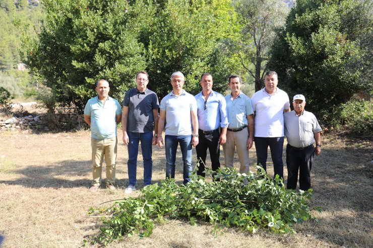 Marmaris'te köylülere defne yaprağından toplam 2 milyon TL ek kazanç