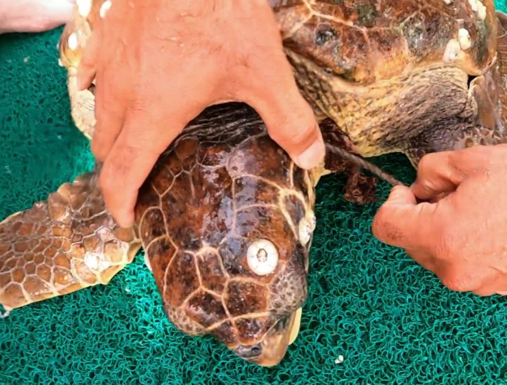 Şamandıra halatına takılan Caretta caretta, dalgıçlar tarafından kurtarıldı