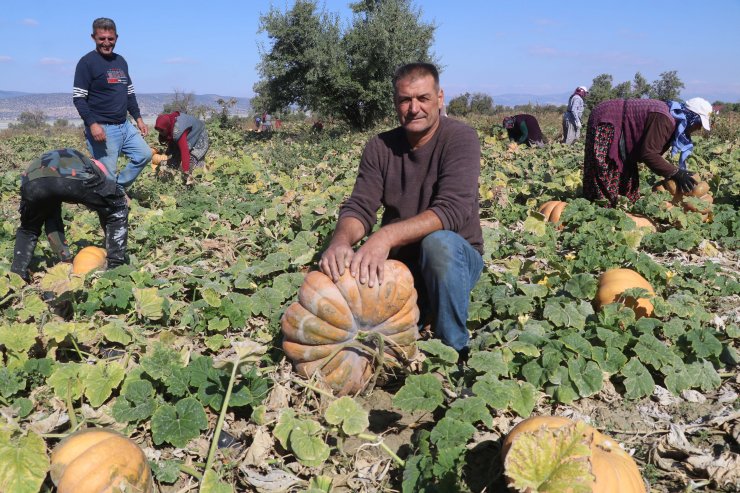 Kırmızı bal kabağında erken hasat