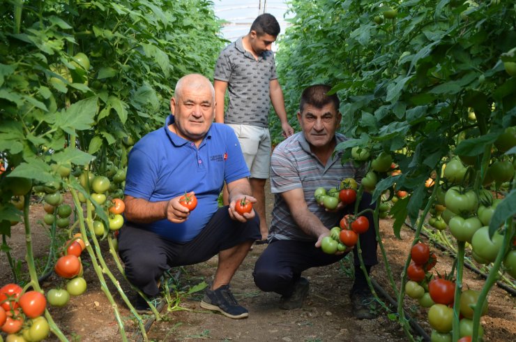 Serik'te mevsimin ilk sera domatesi çıktı