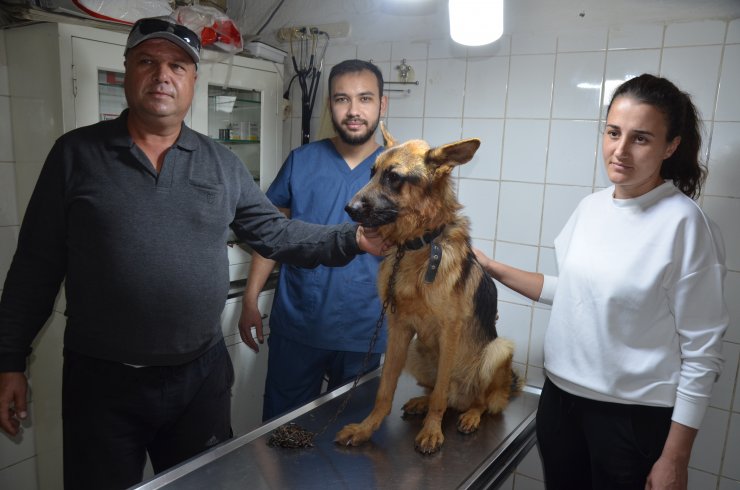 2,5 aydır kayıp köpeği, mikroçip sayesinde bulundu