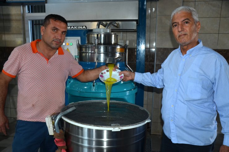 Serik'te zeytin ve yağ sıkma hasadı başladı