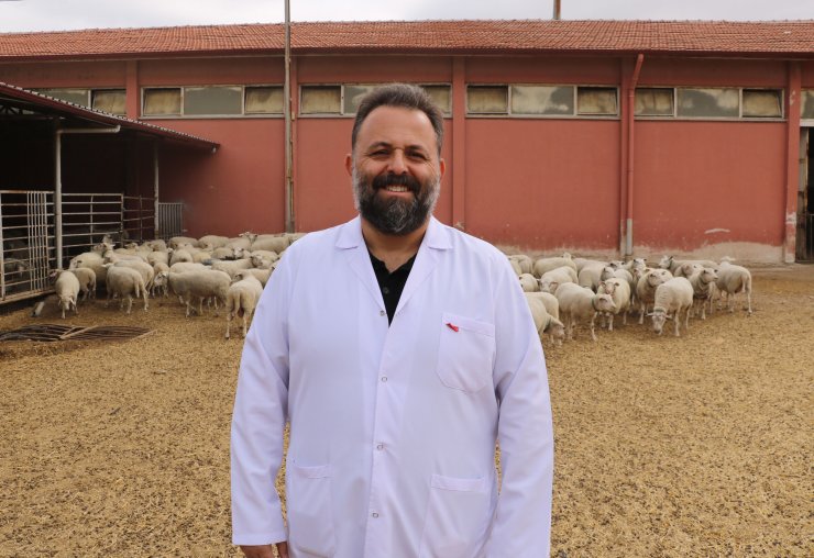 Afyon'da 'Türk Texel' koyunu üretildi