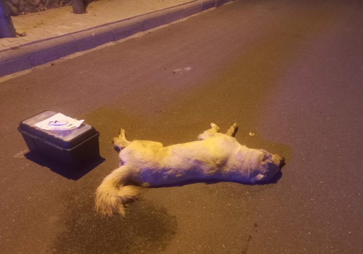 Bodrum'da ölen 3 köpeğin zehirlendiği iddiasıyla savcılık soruşturma başlattı