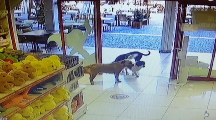 Sokak köpekleri, mağazadan oyuncak pelüş köpeği alıp götürdü