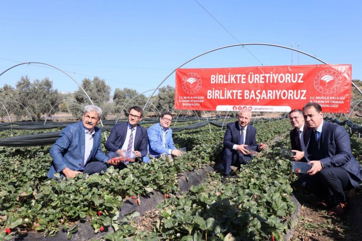 Çilek projesi büyümeye devam ediyor