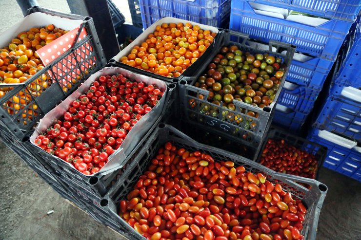 Sebzede örtü altı sezonu açıldı, fiyatlar düşüyor
