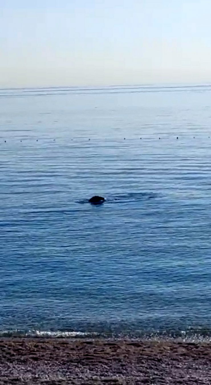 Konyaaltı sahilinde Akdeniz foku sürprizi