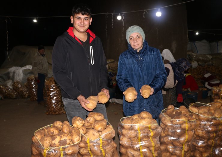 Sandıklı patatesi, mağara depolardan satışta