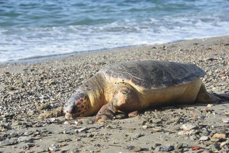 Bodrum'da sahile ölü caretta caretta vurdu