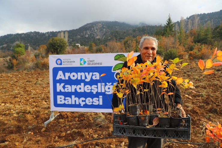 Antalya ile İzmit'in 'aronya' kardeşliği