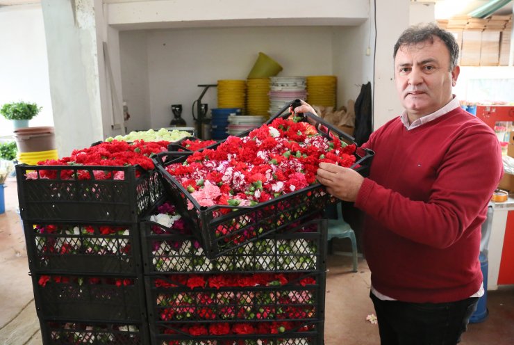 Sirtakide tabak kırma yerine Türk karanfili