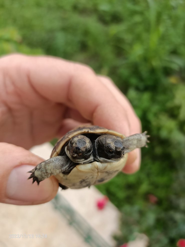 Antalya'da çift başlı kaplumbağa yavrusu görüldü