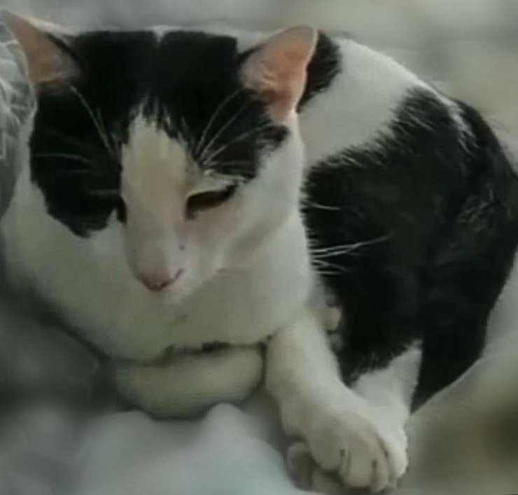 Tekir kedi, kalp kapakçığı tümörüyle literatüre girdi