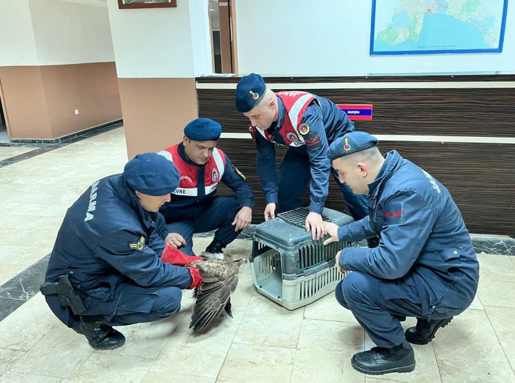 Yaralı şahini jandarma koruma altına aldı