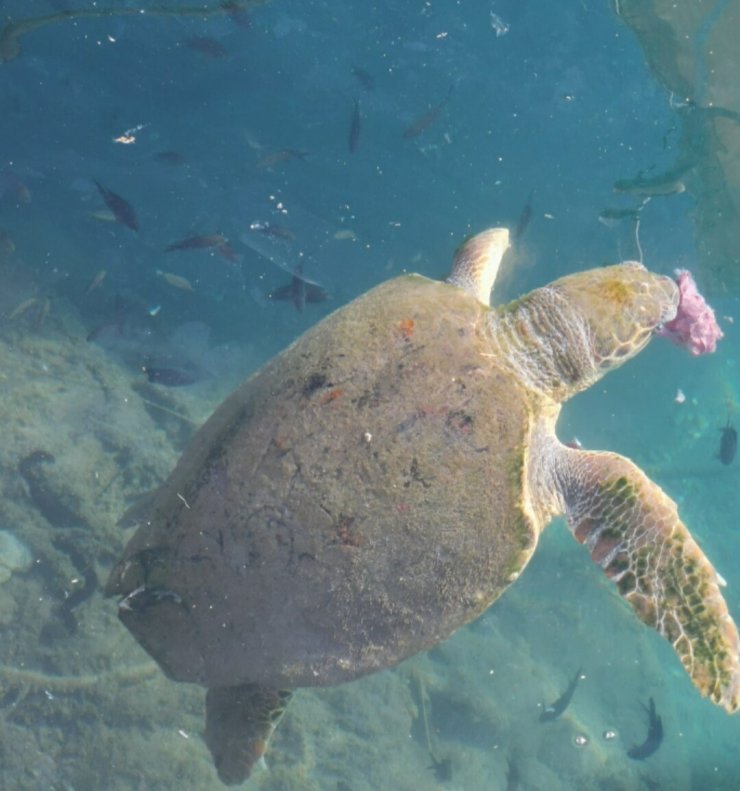 Yaralı caretta carettaya tedavi