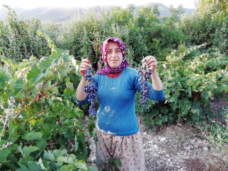 Yazır üzümü için coğrafi işaret çalışması