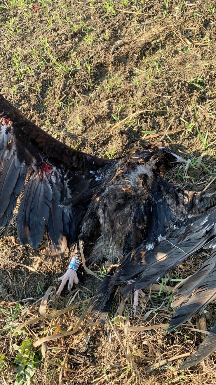 Uydu vericili kara akbaba, Çatalca'da silahla öldürüldü