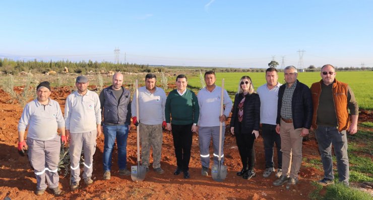 10 bin zeytin ağacının geliri 35 bin öğrenciye burs olacak