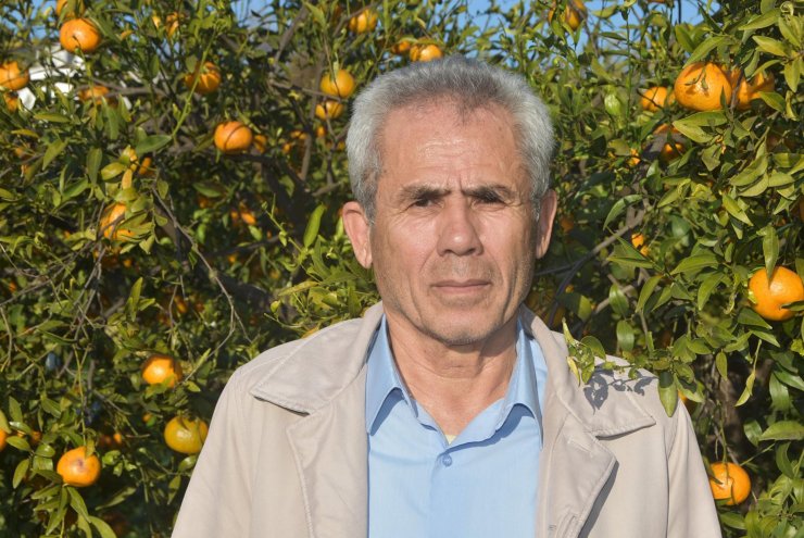 Bodrum mandalinasında hasat başladı