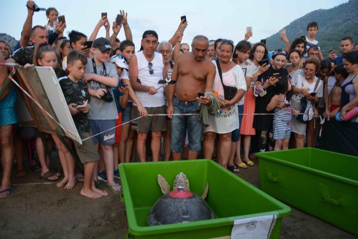 Caretta caretta 'Tuba'yı 7 milyon 767 bin kişi izledi