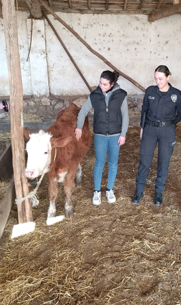 Kayıp düveyi polis buldu