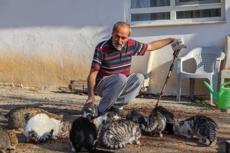 Bulduğu kör kediye baktı, mahalledeki kedilerin 'dedesi' oldu