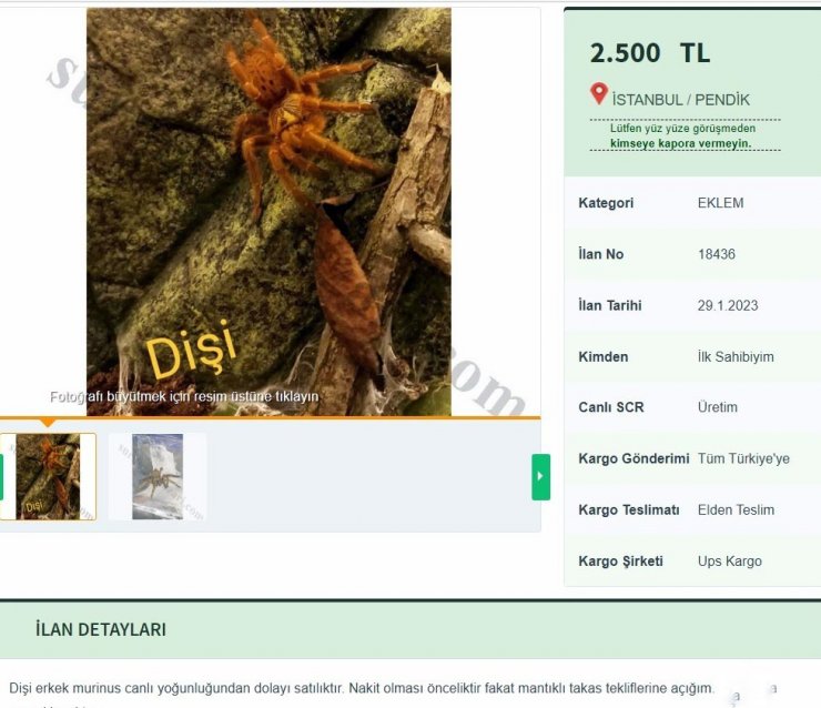 İnternetten tarantula satıyorlar; 26 bin 390 lira cezası var