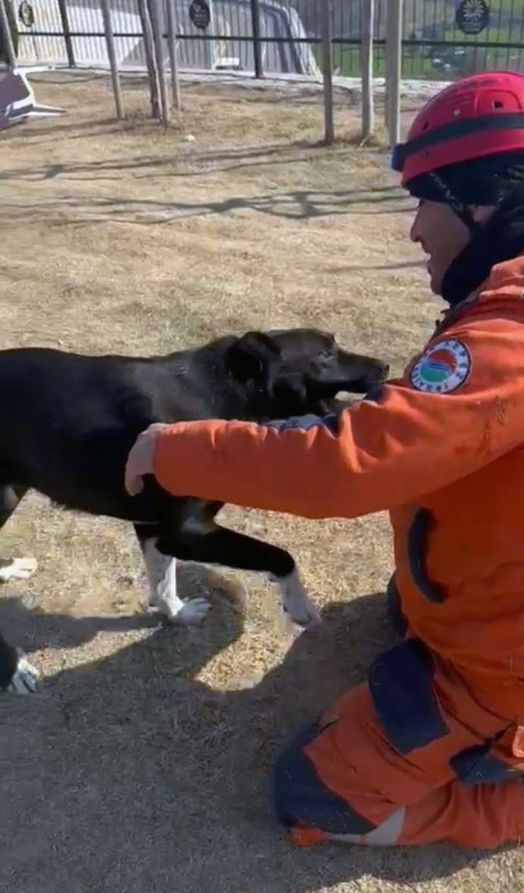 Kepez Belediyesi enkazdan kurtardığı köpeği sahiplendi