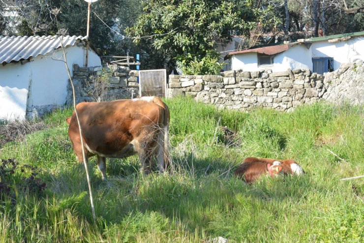 Depremzedenin 4 ineği için yerleştiği otelin bahçesine ağıl yapıldı