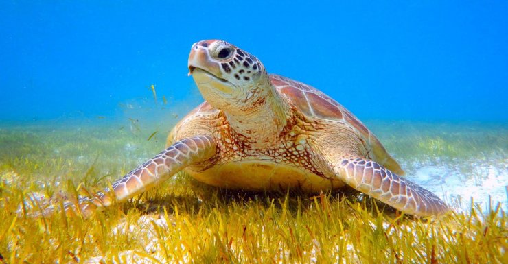 İnternette caretta caretta kabuğundan satılık tespih