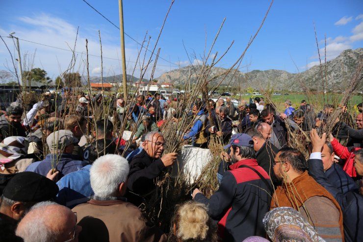 Muğla'da 125 bin tıbbi ve aromatik fide ve 5 bin fidan dağıtımı