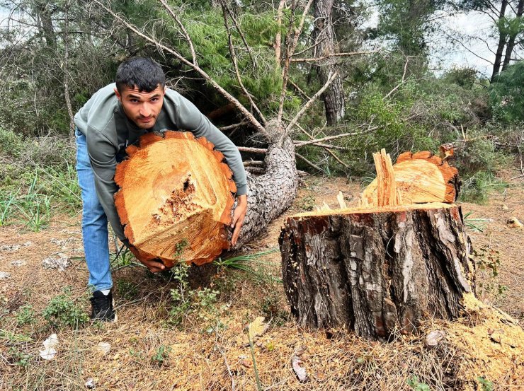 Yarım asırlık ağaçları kesip, kaçtılar