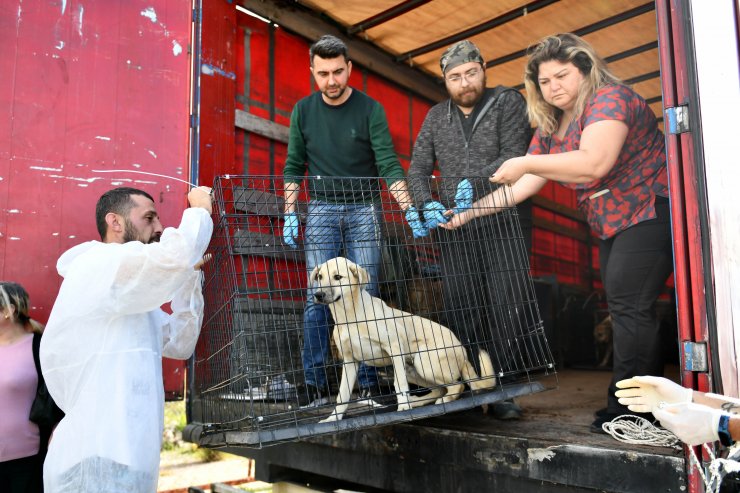 Enkazdan kurtarılan köpekler Muratpaşa'da tedavide