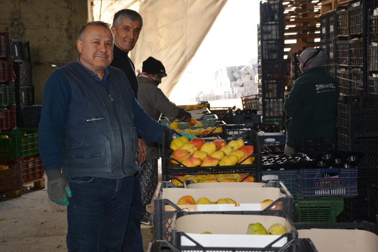 Armut ve ayvada hareketlilik sürüyor