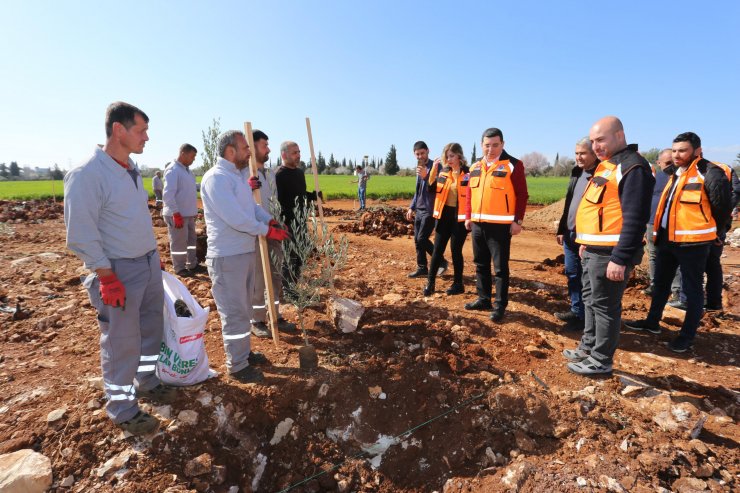 Tütüncü: Kepez'e 500 bin metrekarelik zeytin çiftliği kazandırıyoruz