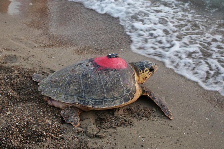 Caretta caretta 'Tuba'yı 8 milyon kişi izledi