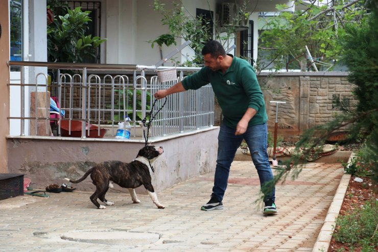 Apartmanda 4 saat 'pitbull esareti'