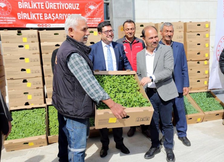 Muğla'nın ata tohumları toprakla buluşuyor