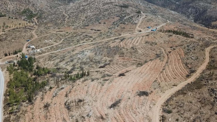 Bodrum'da yanan orman alanları, 21 ay sonra yeşerdi