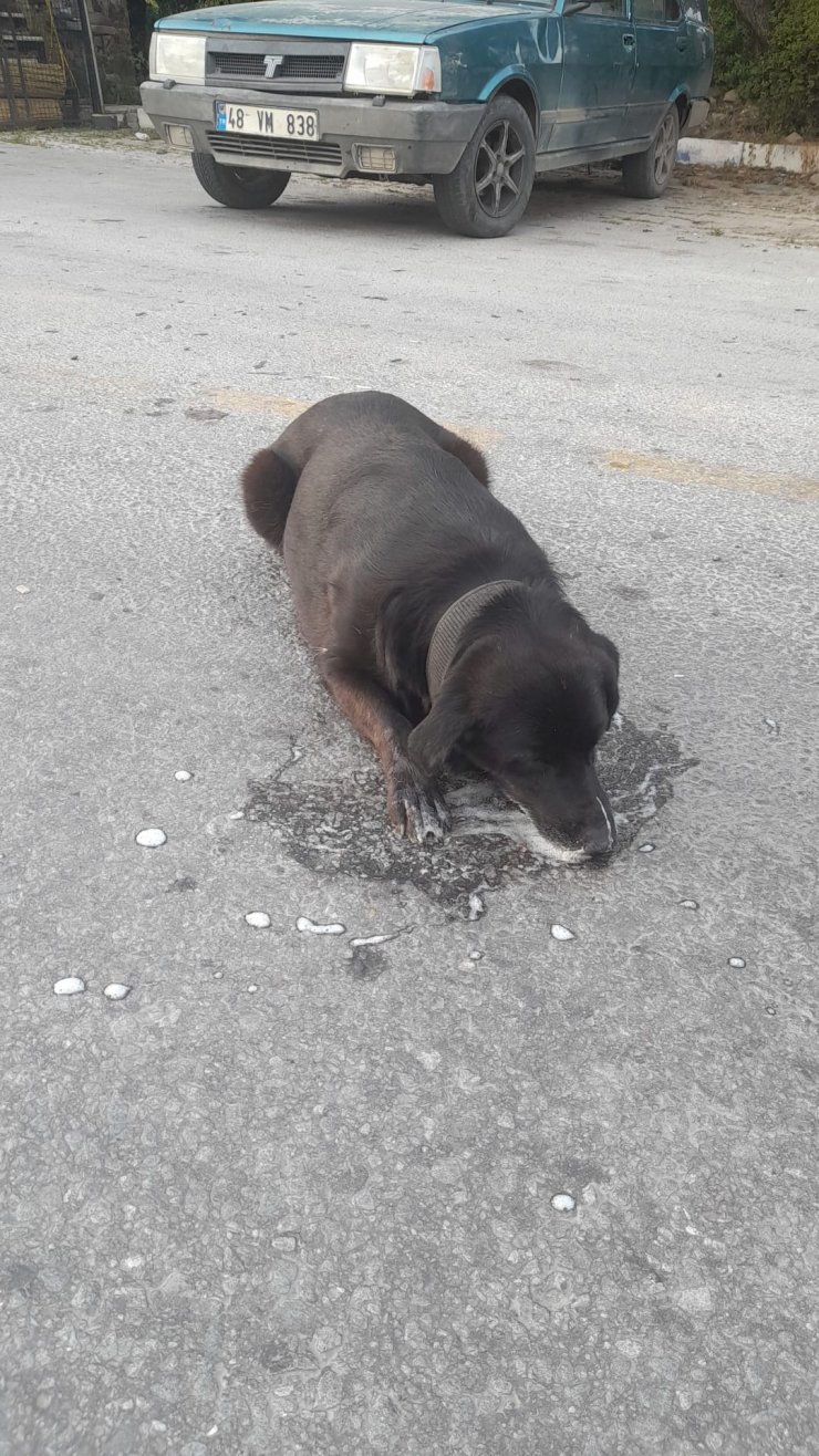 Bodrum'da zehirlenen köpek veterinere götürülürken öldü