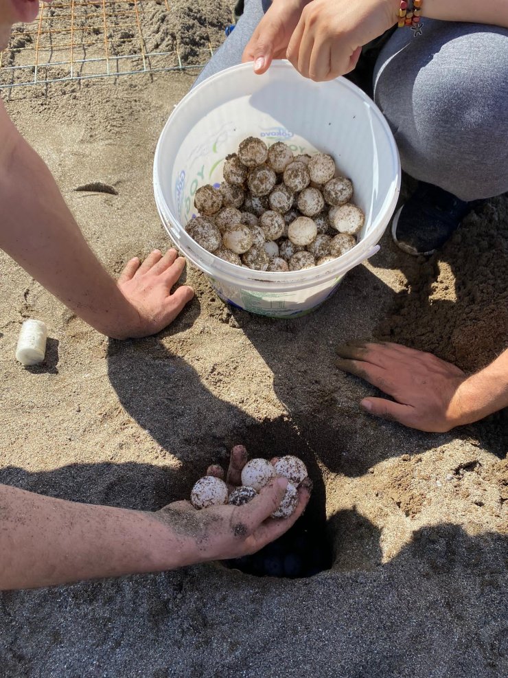 Dalyan'da sezonun ilk caretta caretta yuvası belirlendi