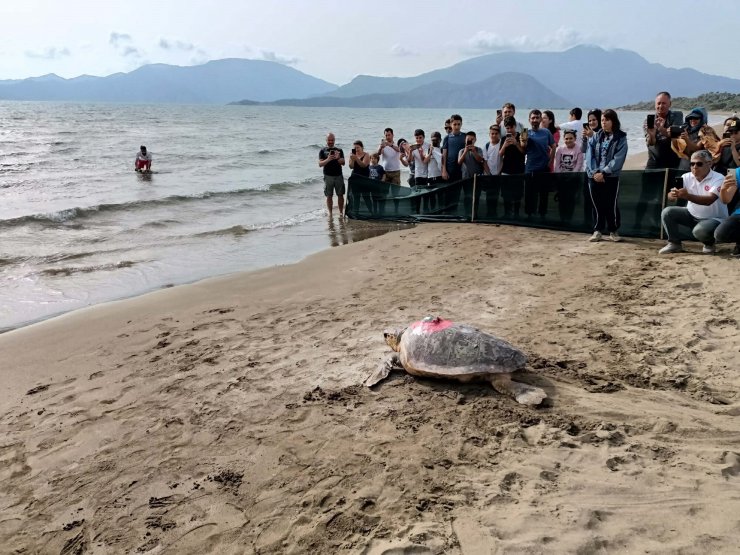 Takip cihazlı 'Türkiye 100' isimli caretta caretta denizle buluştu