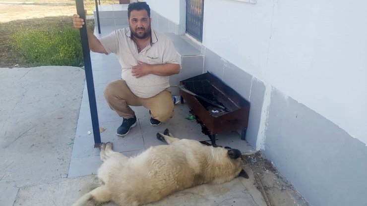 Zehirlenerek öldürülen köpeğin sahibi: Canımı aldılar